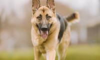 Shepherd-dog Dog Pet Protruding-tongue