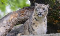 Snow-leopard Animal Big-cat Predator Wild