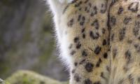 Snow-leopard Animal Predator Big-cat White Wild