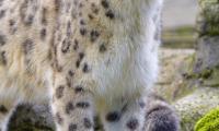 Snow-leopard Irbis Animal Glance Big-cat
