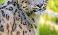Snow-leopard Irbis Animal Glance Predator