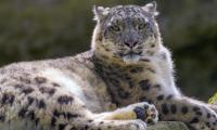 Snow-leopard Irbis Glance Animal Predator
