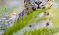 Snow-leopard Irbis Glance Animal Predator Wildlife