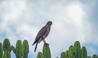 Sparrowhawk Bird Cacti Plants Wildlife