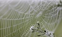 Spider-web Threads Drops Wet Macro