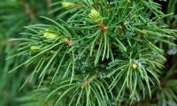 Spruce Branches Needles Drops Macro Green