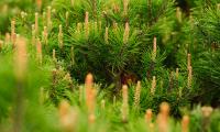 Spruce Cones Needles Macro Green