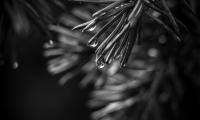 Spruce Needles Drops Macro Black-and-white