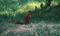 Squirrel Animal Furry Cute Grass