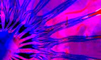 Stains Stripes Abstraction Purple Blue Bright
