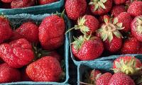 Strawberries Berries Fruit Ripe Fresh