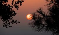 Sun Sunset Branches Silhouettes Landscape Dark