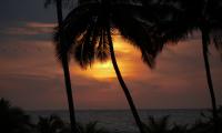 Sun Sunset Palm-tree Silhouette Dark