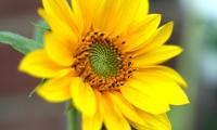 Sunflower Flower Petals Plant Macro Yellow