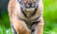 Tiger-cub Tiger Animal Glance Cute