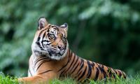 Tiger Animal Big-cat