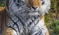 Tiger Animal Big-cat Predator Wild