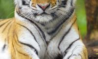Tiger Animal Glance Predator Big-cat