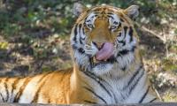 Tiger Animal Glance Protruding-tongue Big-cat