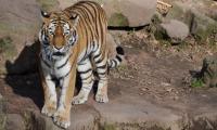 Tiger Animal Predator Glance Roar