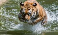 Tiger Animal Predator Water Big-cat