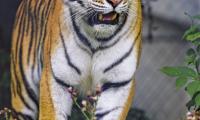 Tiger Animal Roar Predator Big-cat