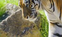 Tiger Glance Animal Predator