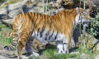 Tiger Glance Animal Predator Big-cat