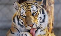 Tiger Glance Animal Protruding-tongue Big-cat