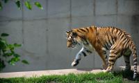 Tiger Predator Animal Big-cat