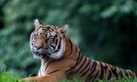 Tiger Predator Animal Big-cat Glance