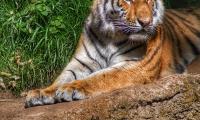 Tiger Predator Animal Relax Big-cat