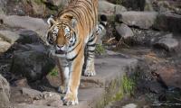 Tiger Predator Animal Roar Big-cat