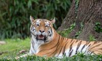Tiger Roar Animal Predator Big-cat
