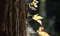 Tree Bark Leaves Macro