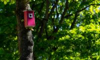 Tree Birdhouse Leaves Nature
