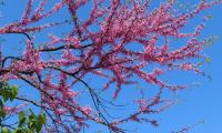 Tree Branches Flowers Pink Bloom