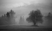 Tree Field Fog Landscape Black-and-white