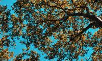 Tree Leaves Sky Nature