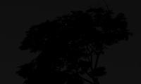 Tree Silhouette Night Dark Black