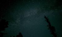 Tree Silhouette Sky Stars Dark