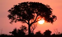 Tree Sun Sunset Dark