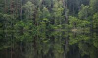 Trees Forest Lake Reflection Landscape Nature