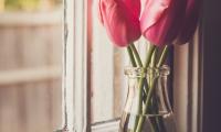 Tulips Flowers Jar Window