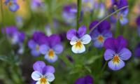 Viola-tricolor Flowers Petals Plant Macro