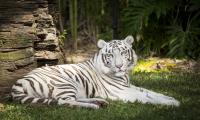 White-tiger Tiger Animal Predator Albino White Wildlife