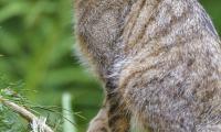 Wild-cat Glance Animal Tree Wildlife