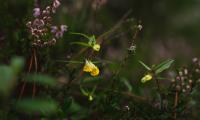 Wild-flowers Plants Leaves Macro Nature