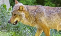 Wolf Animal Predator Glance Grass Wildlife