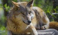 Wolf Animal Predator Glance Wildlife
